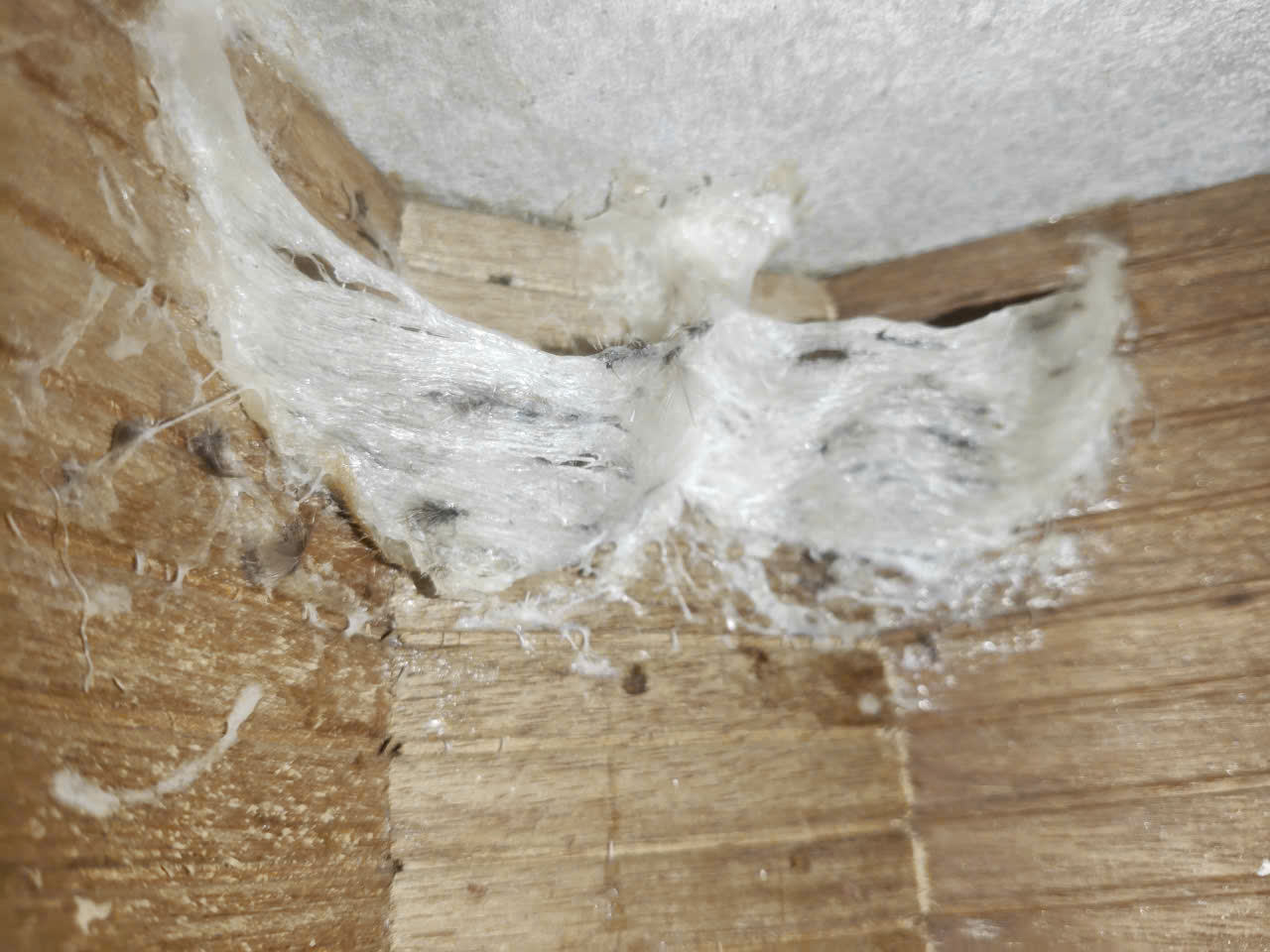 Tổ yến thực tế bên trong nhà yến